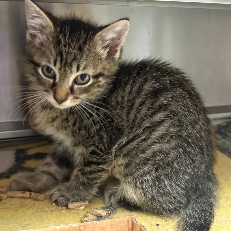 A baby small-sized male Brown / Chocolate Domestic Short Hair cat named Crush for adoption in Springfield, IL