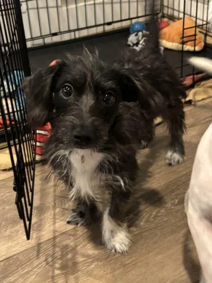 Pepper
