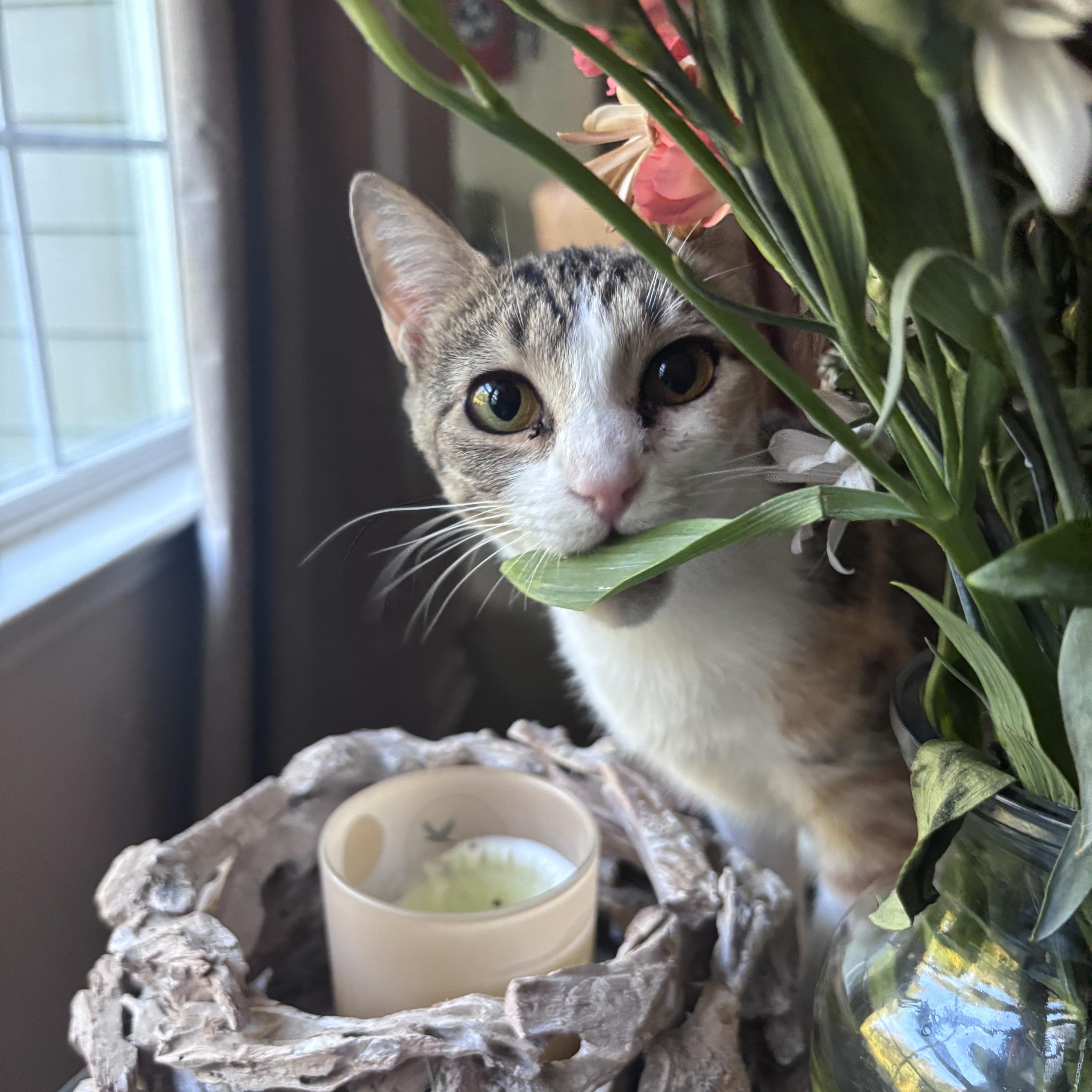 A young medium-sized female Tabby (Brown / Chocolate) Calico cat named Chatty Cathy for adoption in Columbia, SC