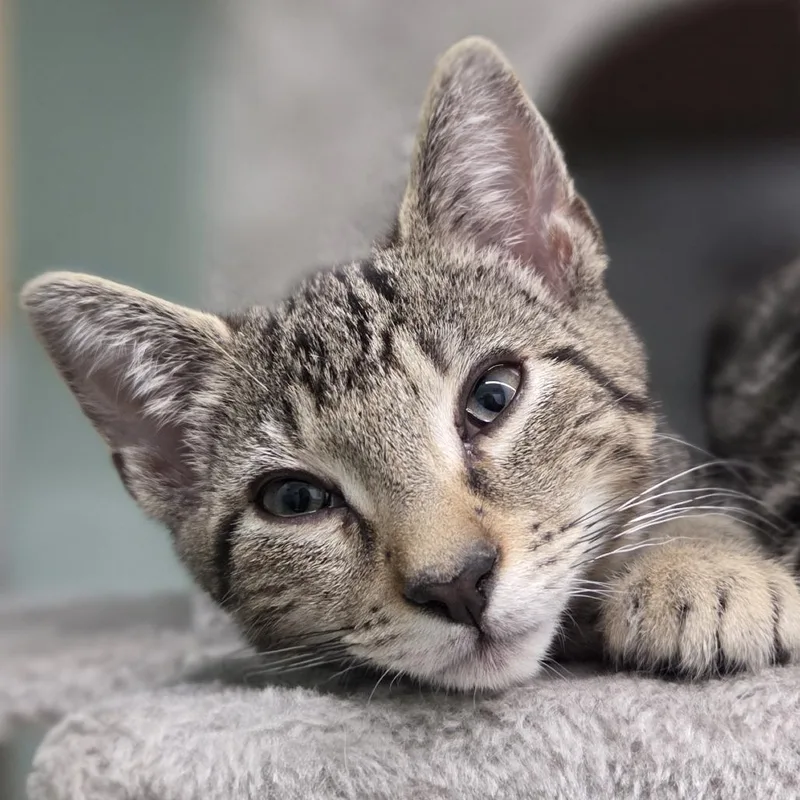 A baby small-sized male Brown / Chocolate Domestic Short Hair cat named Baxter for adoption in Pittsford, VT