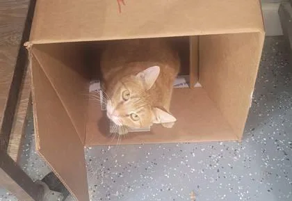 A young medium-sized female Domestic Short Hair cat named Ophelia for adoption in River Ridge, LA