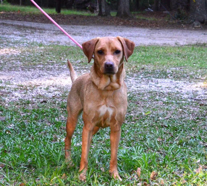 An adult medium-sized female Labrador Retriever dog named Tilly for adoption in Willingboro, NJ