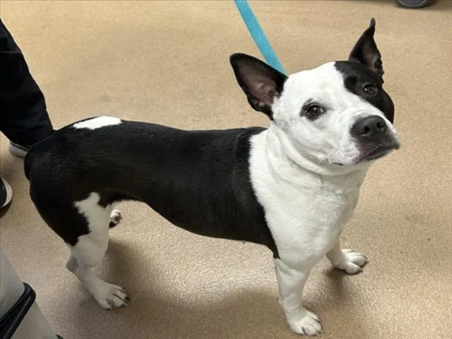 An adult large-sized female Australian Cattle Dog / Blue Heeler dog named Shelby for adoption in Norco, CA