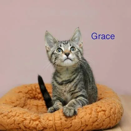 A baby small-sized female Domestic Short Hair cat named Grace for adoption in Parma, OH