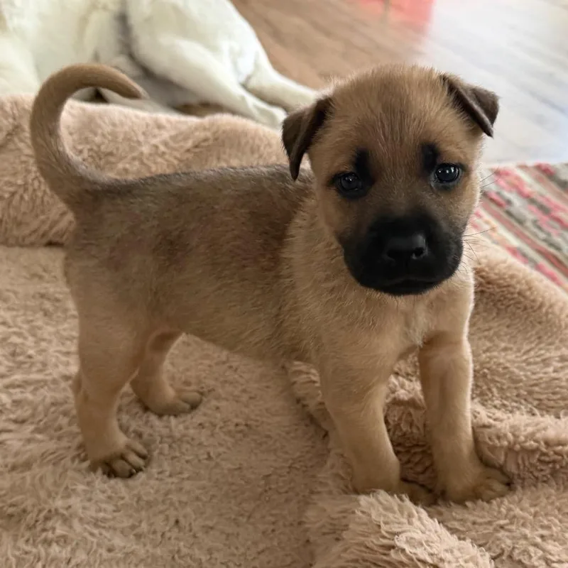 Cinderella thumbnail 2