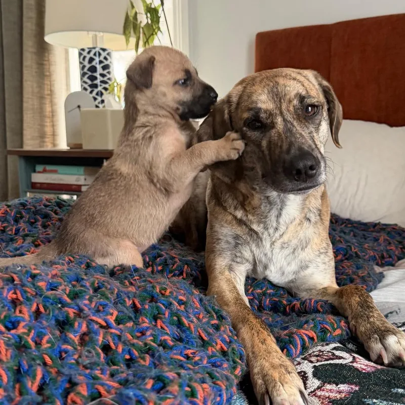 Cinderella thumbnail 3