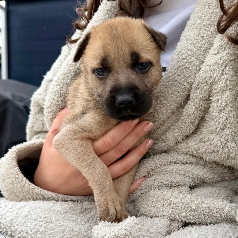 Cinderella thumbnail 4