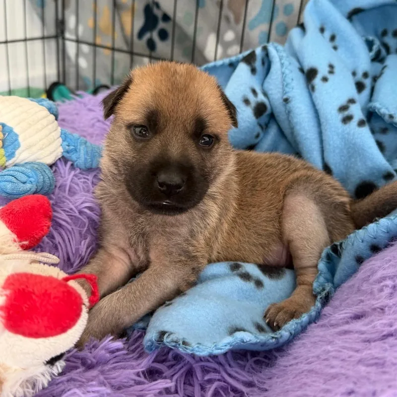 Cinderella thumbnail 5