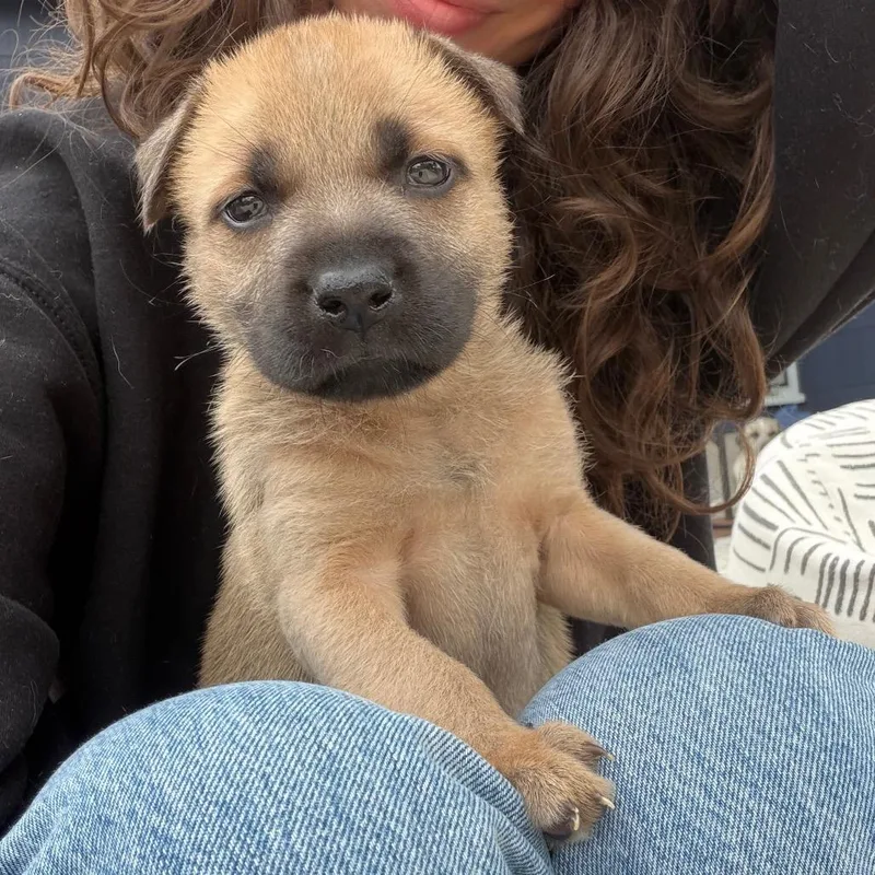 Cinderella thumbnail 6