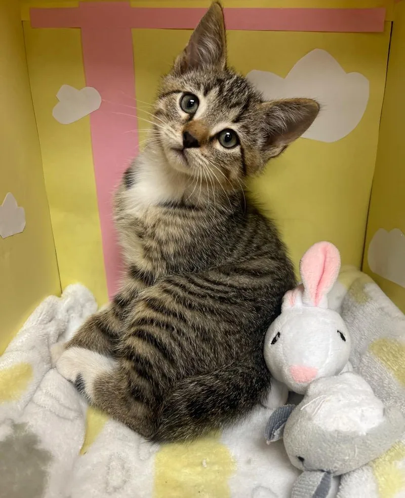 A baby medium-sized male Domestic Short Hair cat named Cookies Fortune for adoption in Greeneville, TN