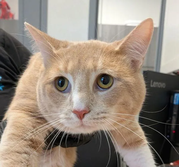 A young medium-sized male Domestic Short Hair cat named Ami for adoption in San Diego, CA