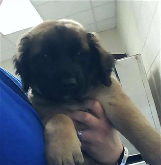 A baby small-sized male Labrador Retriever dog named Poseidon for adoption in Fayetteville, NC
