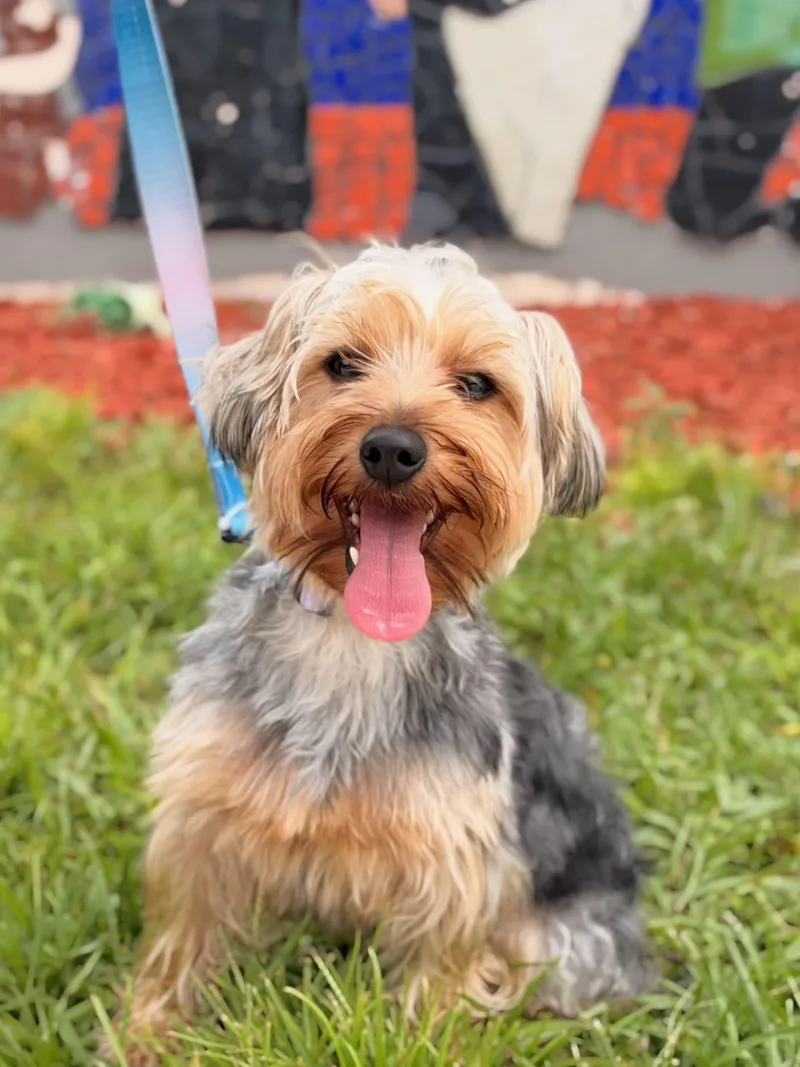 A young small-sized male Yorkshire Terrier dog named Milo for adoption in miami, FL