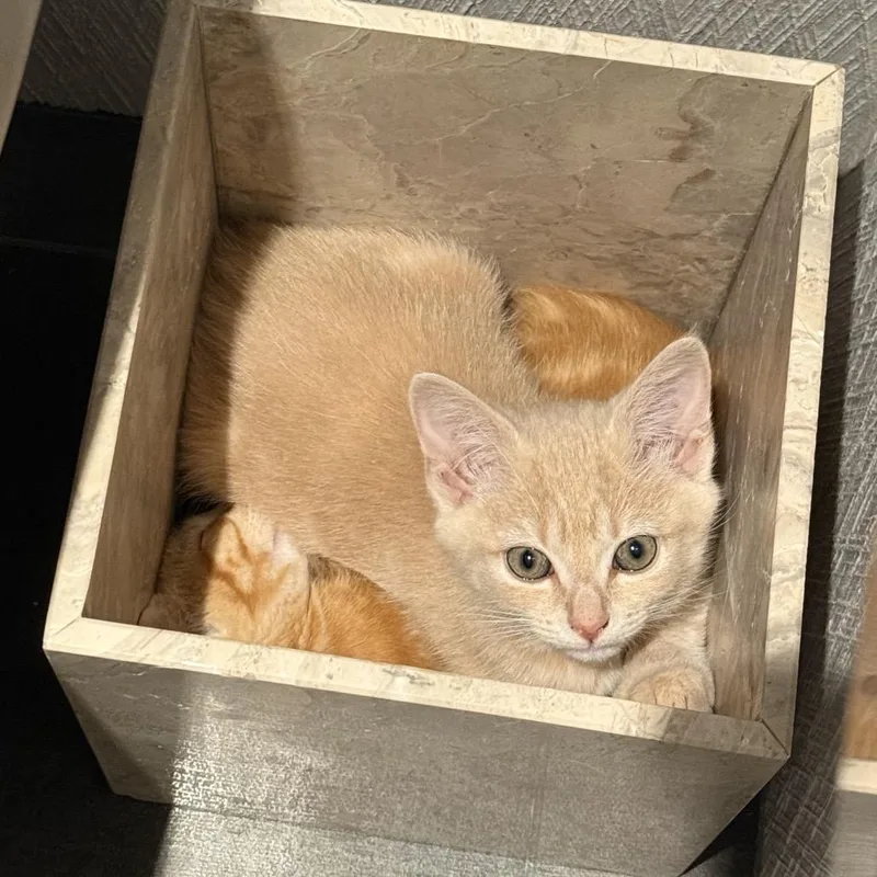 A baby small-sized female Buff / Tan / Fawn Domestic Short Hair cat named Maryann for adoption in Fairfax Station, VA