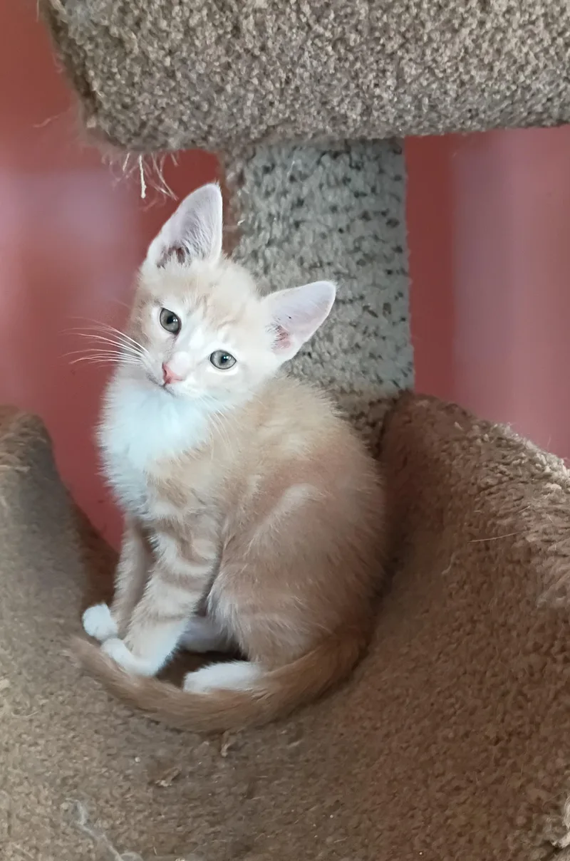 Fluffernutter thumbnail 4