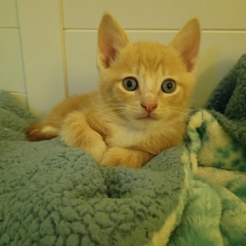 Fluffernutter thumbnail 6