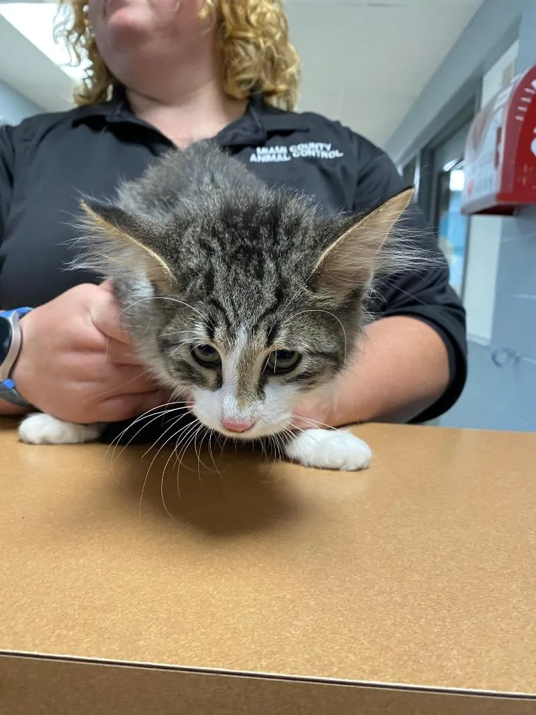 A baby medium-sized male Domestic Long Hair cat named Al for adoption in Troy, OH