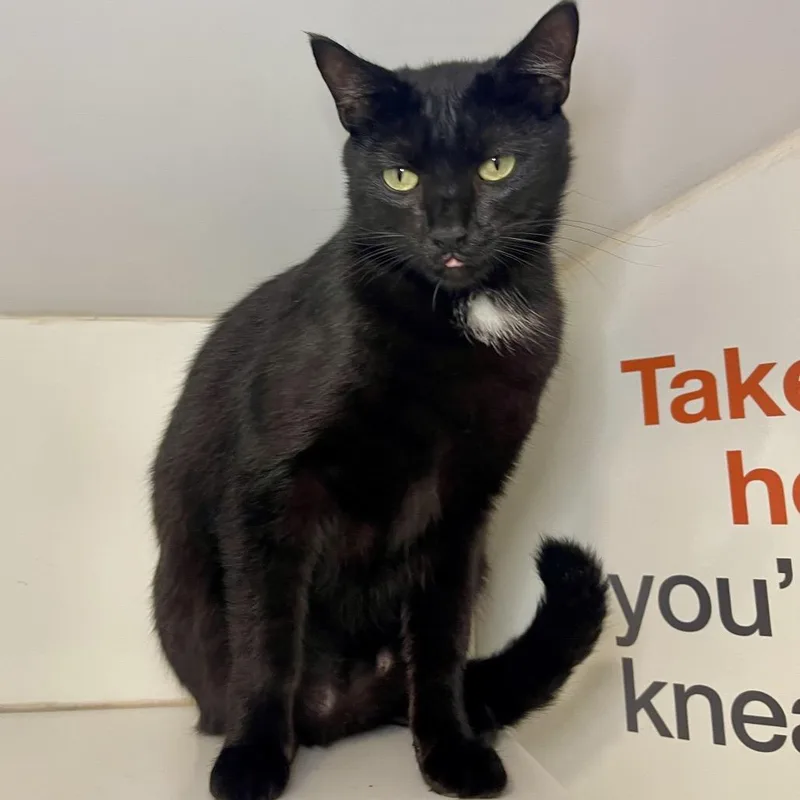A young small-sized male Domestic Short Hair cat named Yardzen for adoption in Los Angeles, CA