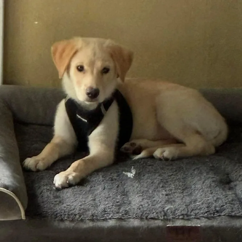 A baby large-sized male Apricot / Beige Yellow Labrador Retriever dog named Buck for adoption in Brockport, NY