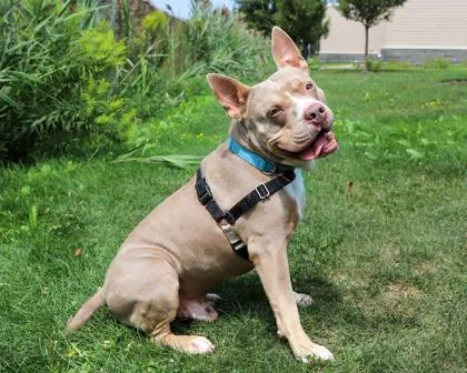 An adult large-sized male Mixed Breed dog named Jackson for adoption in West Seneca, NY