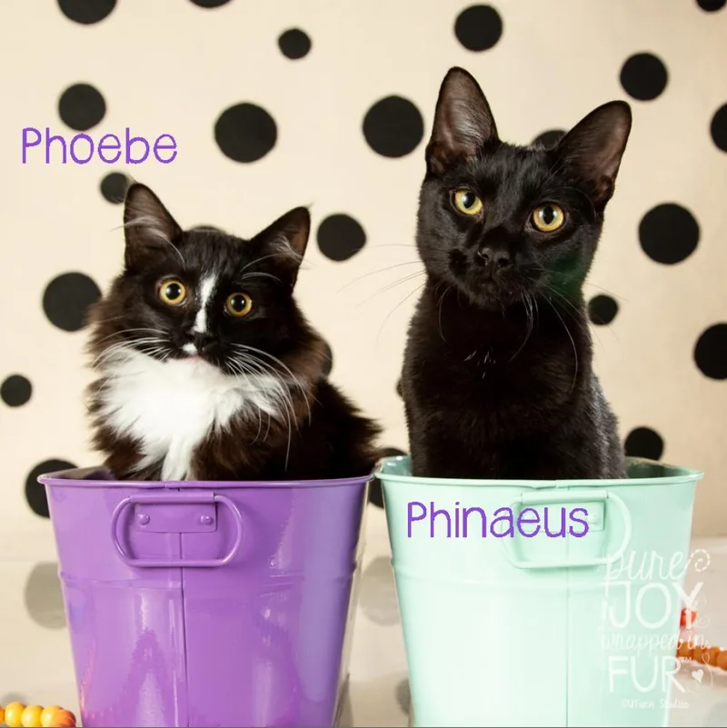 Phoebe thumbnail 6