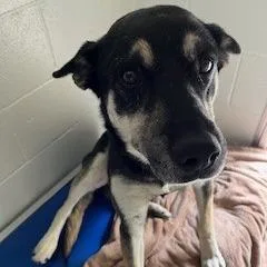 Sammy