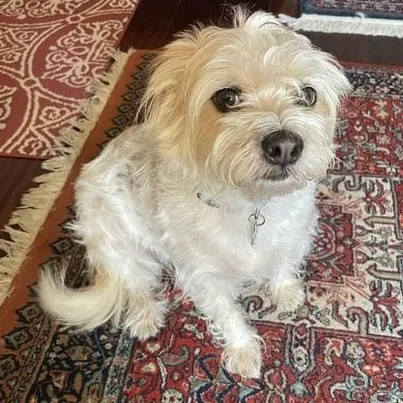 An adult small-sized female Terrier dog named Harlow for adoption in Plano, TX