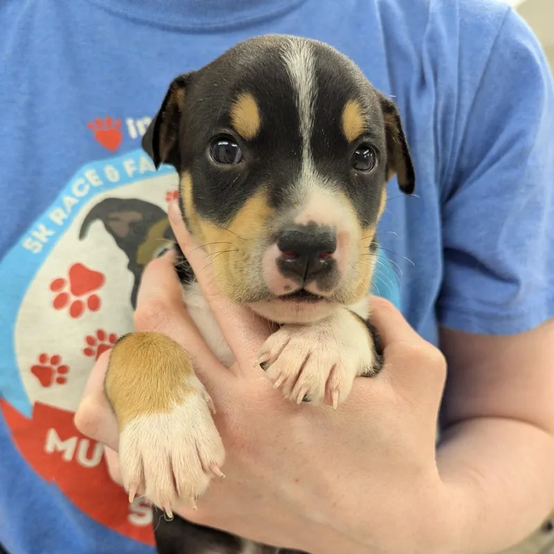 A baby small-sized male Black Mixed Breed dog named Irvington for adoption in Indianapolis, IN