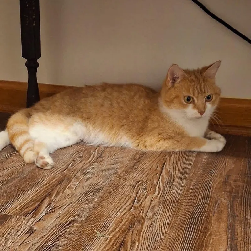 A young small-sized female American Shorthair cat named Clementine for adoption in Danbury, CT