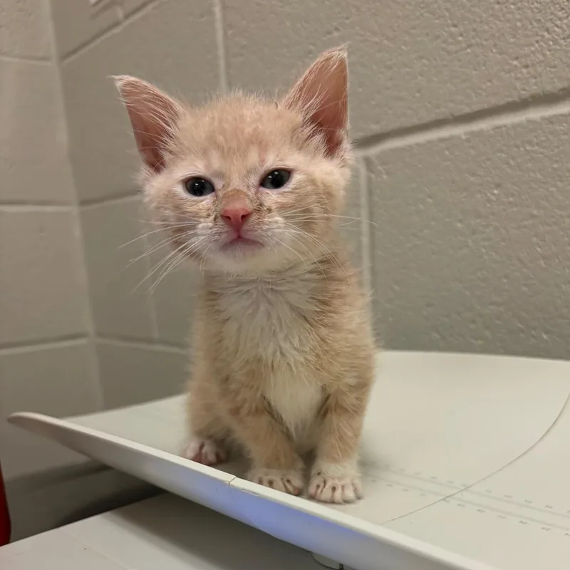 A baby small-sized male Buff / Tan / Fawn Domestic Short Hair cat named Waffles for adoption in Bristol, IN