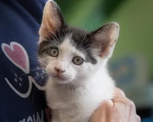 A baby small-sized male Black & White / Tuxedo Domestic Short Hair cat named Twilo for adoption in Oradell, NJ