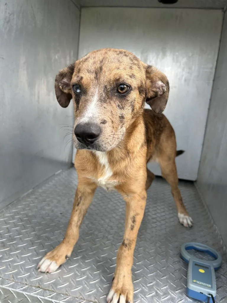 A baby large-sized male Mixed Breed dog named Thomas for adoption in Oxford, NC