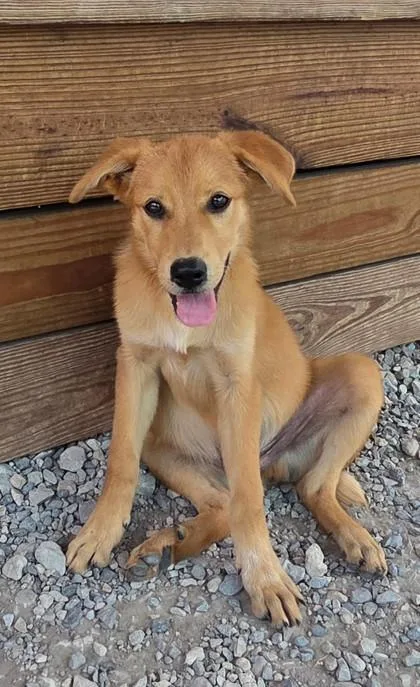 A baby small-sized male Mixed Breed dog named Sasquatch for adoption in Port Saint Joe, FL