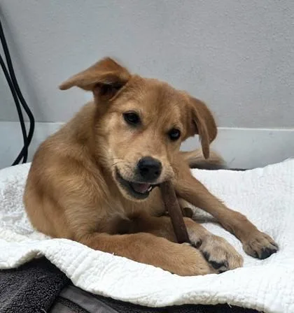 Sasquatch thumbnail 2