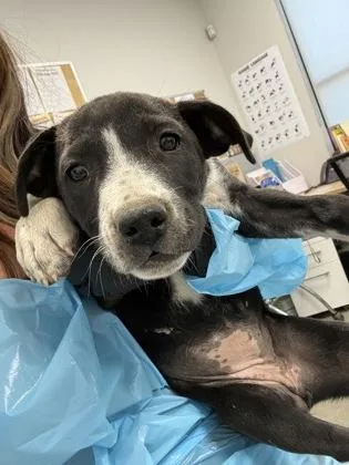 A baby small-sized female Hound dog named Bog Witch for adoption in Fresno, CA