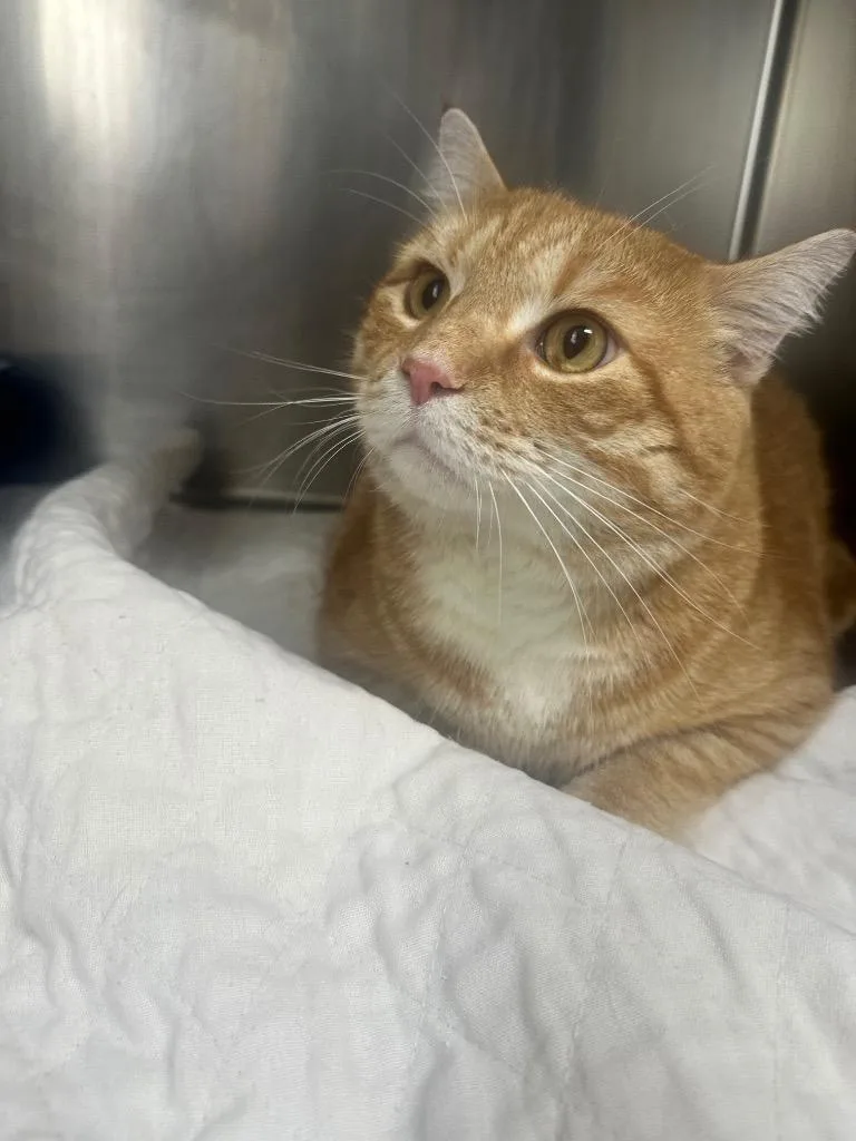 A young large-sized male Domestic Short Hair cat named Garfield for adoption in Clarksville, TN