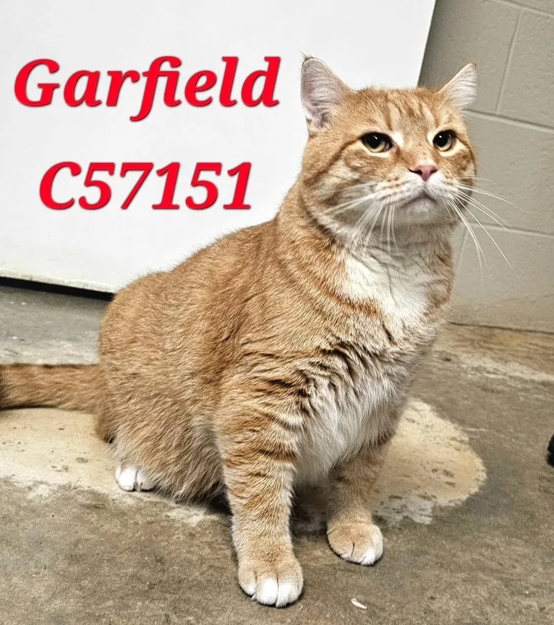 Garfield thumbnail 2