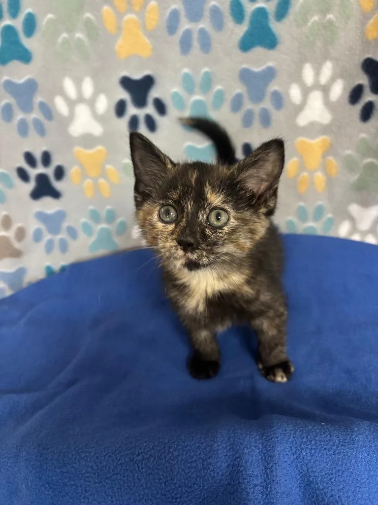 A baby medium-sized female Domestic Short Hair cat named Piper for adoption in Wabash, IN