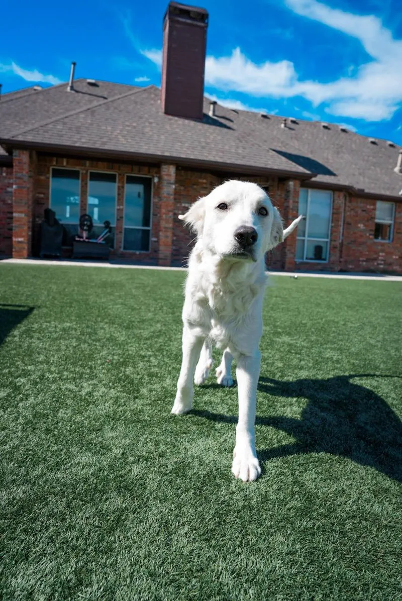 An adult large-sized female Great Pyrenees dog named Eevee for adoption in Los Angeles, CA