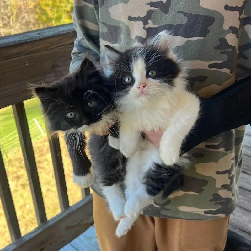 A baby small-sized female Domestic Long Hair cat named Socks in Spring Grove for adoption in Alexandria, VA