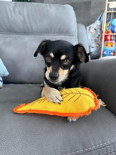 An adult small-sized male Toy Fox Terrier dog named Toasty for adoption in Fremont, CA