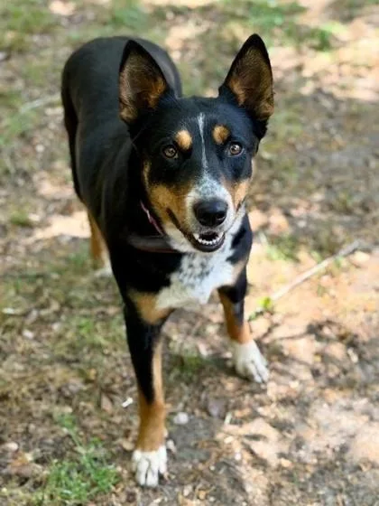 A baby medium-sized female Australian Kelpie dog named Fern for adoption in Malvern, PA