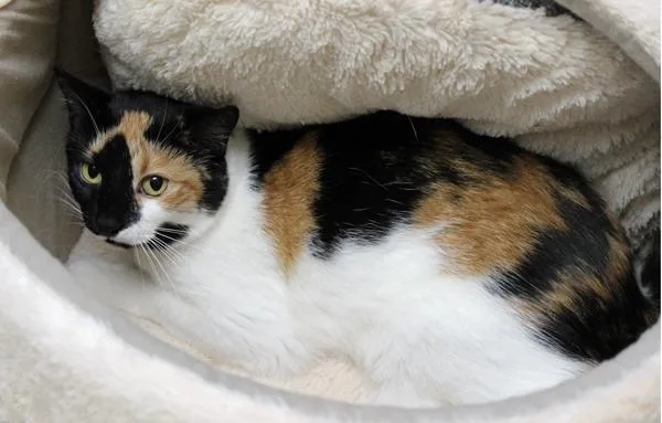 A young medium-sized female Calico Domestic Short Hair cat named Patches for adoption in Mansfield, MA