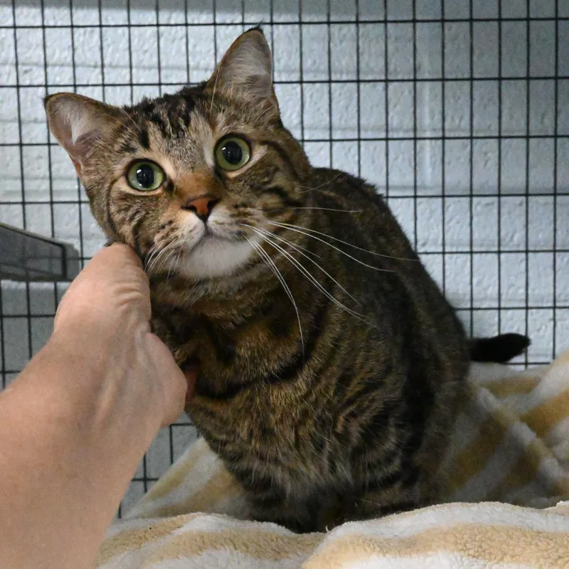 An adult large-sized female Brown / Chocolate Domestic Short Hair cat named Coco for adoption in Mobile, AL