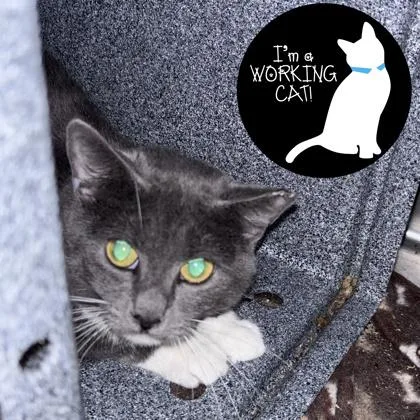 A young medium-sized female Domestic Short Hair cat named Quiz for adoption in Janesville, WI