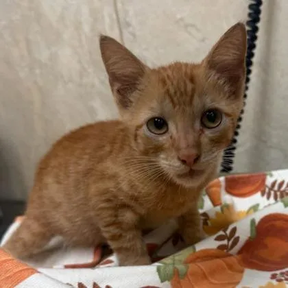 A baby small-sized male Domestic Short Hair cat named Ridoc for adoption in Honolulu, HI