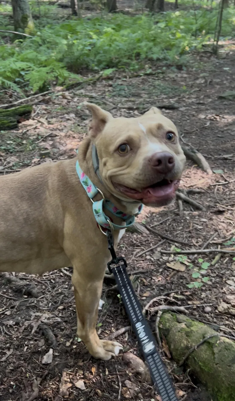 A young medium-sized female Brown / Chocolate French Bulldog dog named Mandolin for adoption in Millerstown, PA