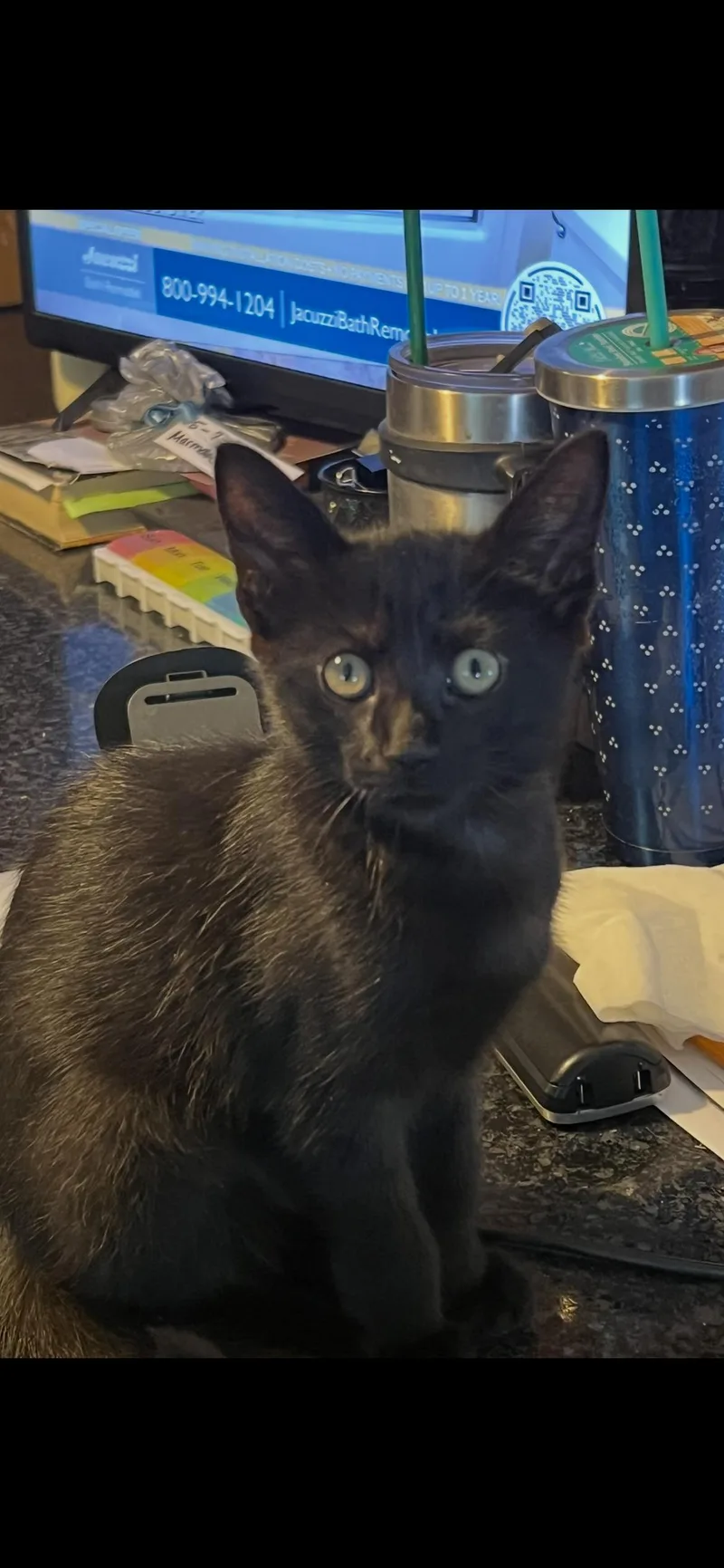 A young medium-sized male Domestic Short Hair cat named Binx for adoption in Riverside, RI