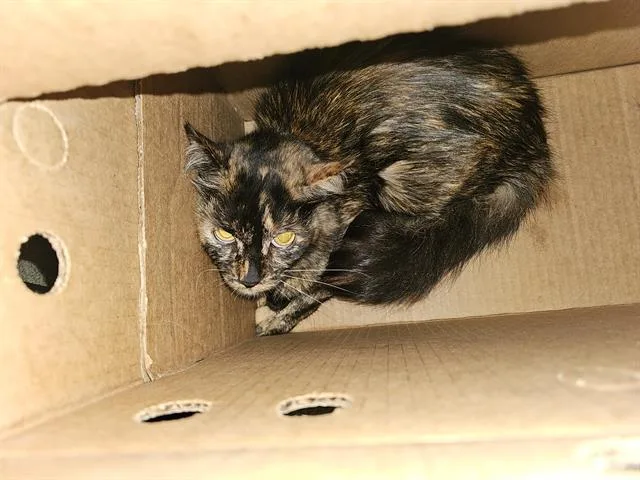 A young medium-sized female Domestic Medium Hair cat named Bella for adoption in Dallas, TX