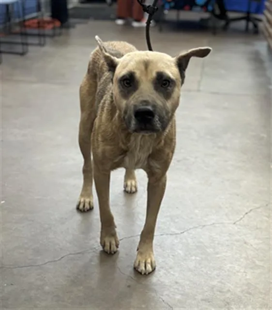 An adult large-sized male Mixed Breed dog named Bobby for adoption in Dallas, TX